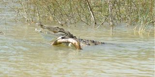crocodile