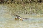 crocodile
