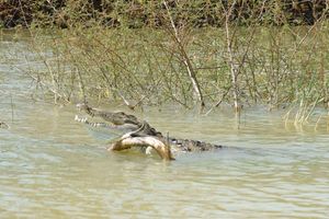 crocodile