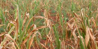 Maize crop 