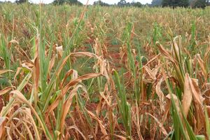 Maize crop 
