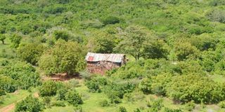 Boni Forest