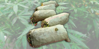 Cannabis sativa