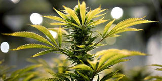 Bhang
