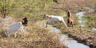 Baringo