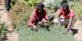 Molo Constituency Forest Association