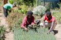 Molo Constituency Forest Association