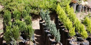 Tree seedlings