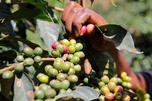 Coffee farm