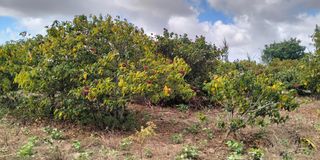 bixa farm