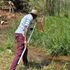 Laban Njoroge