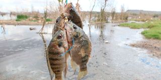 Fish