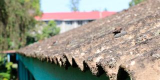 Asbestos