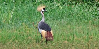 Grey crowned crane