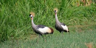 Grey crowned cranes