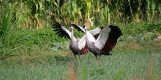 Grey crowned cranes