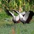 Grey crowned cranes