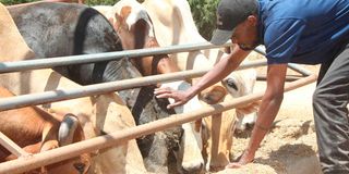 Ongole Beef Farm