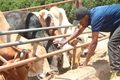 Ongole Beef Farm