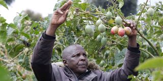 Josphat Kipkurui Ngetich