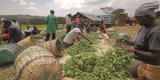 Tea pickers
