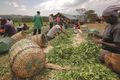 Tea pickers