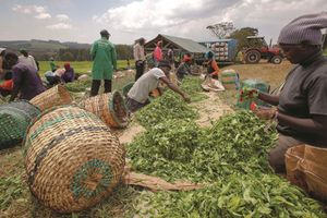 Tea pickers