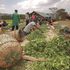 Tea pickers
