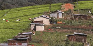 Tea plantation