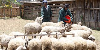 Hampshire sheep