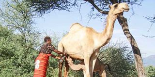 Camel milk
