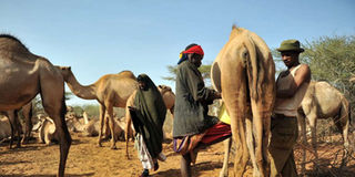 camel milk