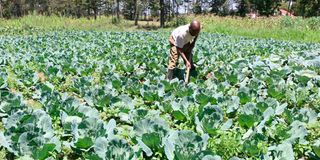 Cabbages farm