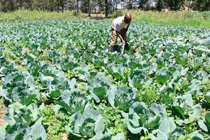 Cabbages farm