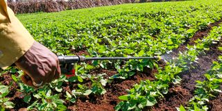 pesticides