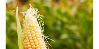 Maize