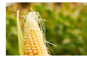 Maize