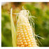 Maize