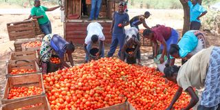 Tomatoes 