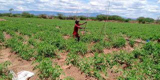 Peter Macharia