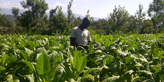 tobacco farmer